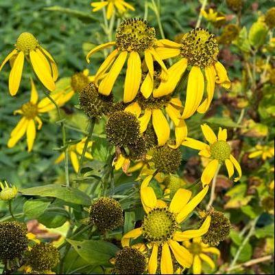 Rudbeckia laciniata 