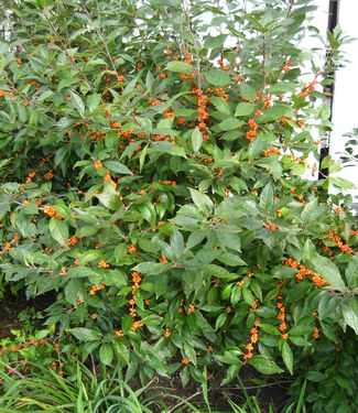 Ilex verticillata 'Winter Gold' - Winterberry