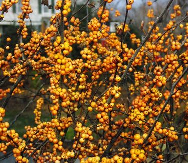 Ilex verticillata 'Winter Gold' 