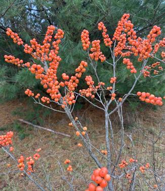 Ilex verticillata Winter Gold (Photo: Bruce Crawford)