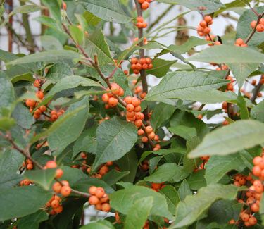 Ilex verticillata 'Winter Gold' 