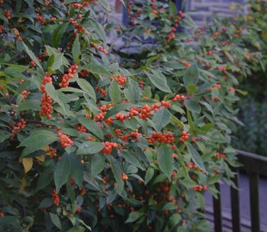 Ilex verticillata Winter Gold (@ Scott Arb)