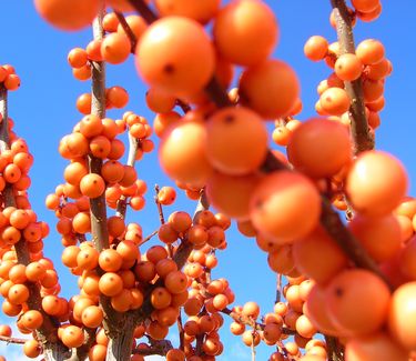 Ilex verticillata 'Winter Gold' 