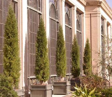 Juniperus virginiana Taylor (Longwood)