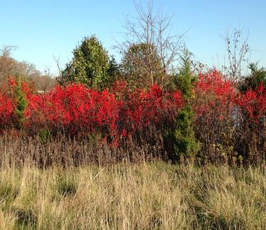 Ilex verticillata Winter Red - Winterberry 