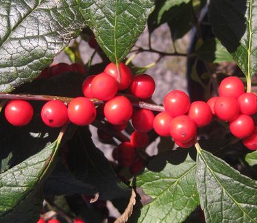 Ilex verticillata Winter Red® 