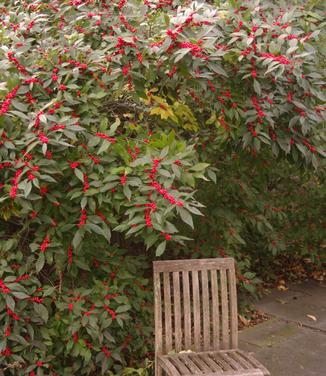 Ilex verticillata Winter Red (Scott Arb)