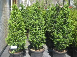 Buxus sempervirens Fastigiata