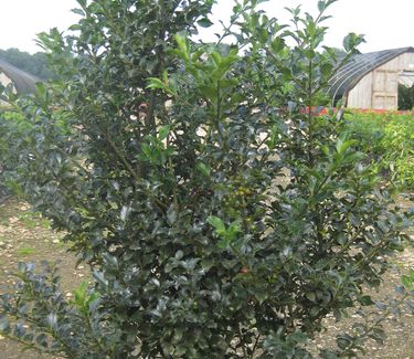 Ilex x meserveae Blue Princess® ('Conapry')