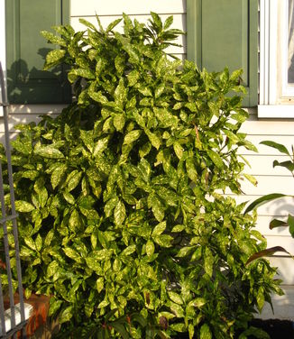 Aucuba japonica Variegata 
