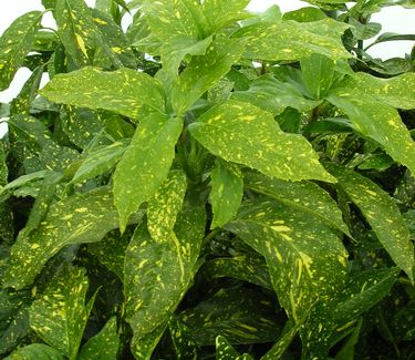 Aucuba japonica 'Variegata' 