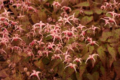 Epimedium x 'Pink Champagne'