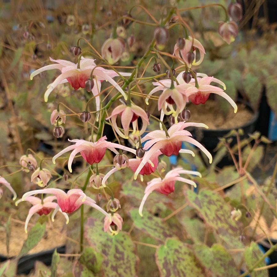 Epimedium x 'Pink Champagne'