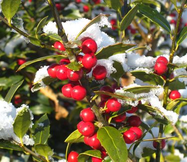 Ilex x Christmas Jewel