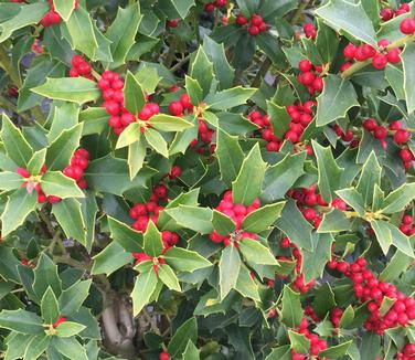 Ilex x Christmas Jewel