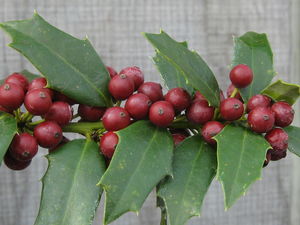 Ilex x 'Christmas Jewel' ('HL10-90')