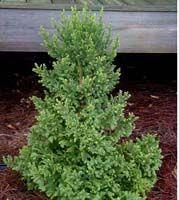 Cryptomeria japonica Black Dragon