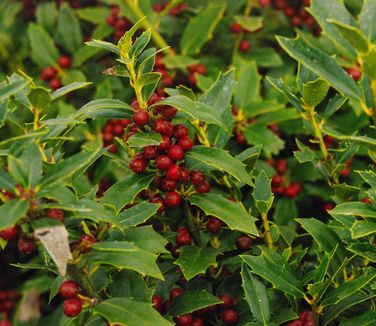 Ilex x Christmas Jewel