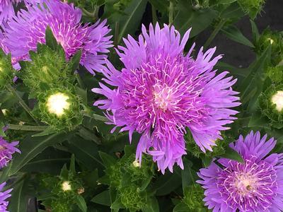 Stokesia laevis Peachie's Pick 