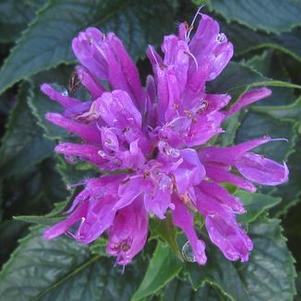 Monarda didyma Petite Delight™