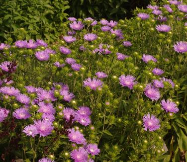 Stokesia laevis 'Peachie's Pick'