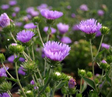 Stokesia laevis Peachie's Pick