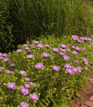 Stokesia laevis 'Peachie's Pick'