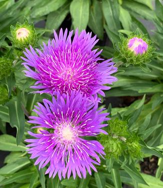 Stokesia laevis 'Peachie's Pick'