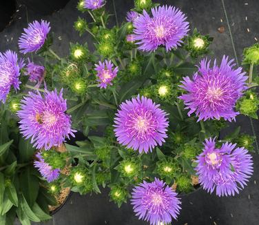 Stokesia laevis Peachie's Pick 