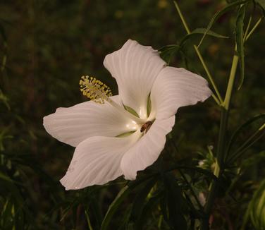 Hibiscus coccineus 'Alba'
