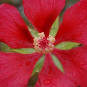 Hibiscus coccineus 