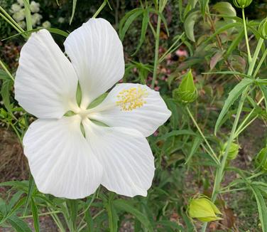 Hibiscus coccineus 'Alba'