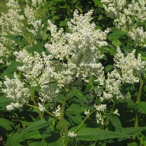 Persicaria polymorpha 