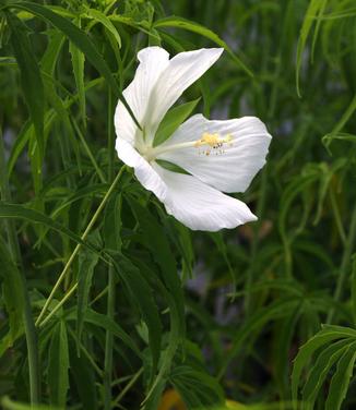 Hibiscus coccineus 'Alba'