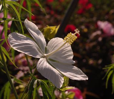 Hibiscus coccineus Alba