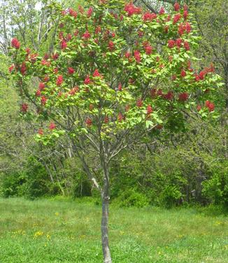 Aesculus pavia Splendens