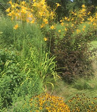 Hemerocallis Autumn Minaret