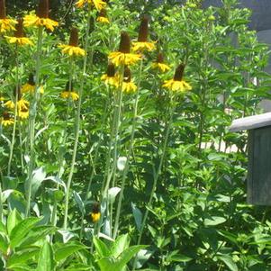 Rudbeckia maxima 