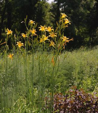 Hemerocallis 'Autumn Minaret'