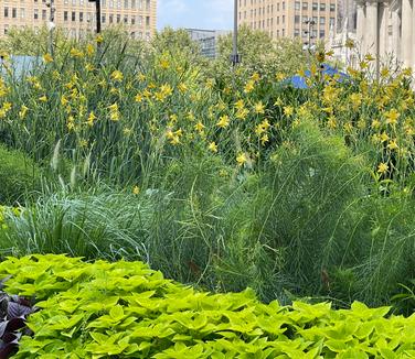 Hemerocallis 'Autumn Minaret' @ Cret Park (Photo - Lisa Fernandez)