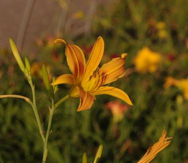 Hemerocallis 'Autumn Minaret'