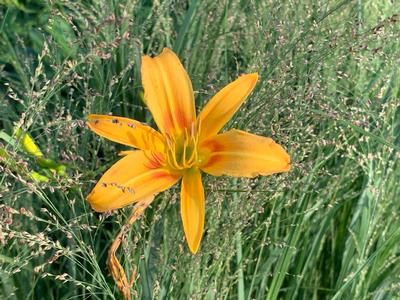 Hemerocallis 'Autumn Minaret'