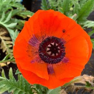 Papaver oriental Prince of Orange