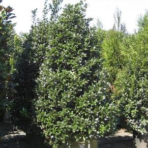 Red Holly