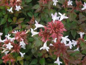 Abelia x zanderi Little Richard