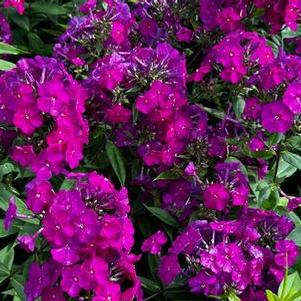 Phlox paniculata Luminary® 'Ultraviolet'