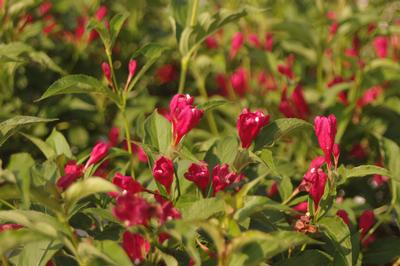 Weigela florida Sonic Bloom? 'Red'