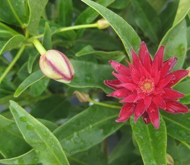 Illicium x 'Woodland Ruby' - Anise tree