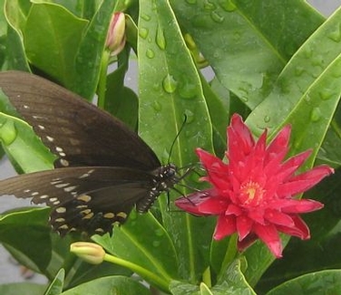 Illicium x Woodland Ruby