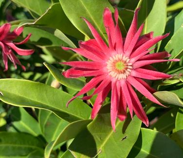 Illicium x Woodland Ruby 